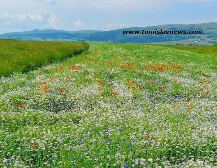 DOBRO vam pretežno vedro i cvjetno jutro iz Tomislavgrada!