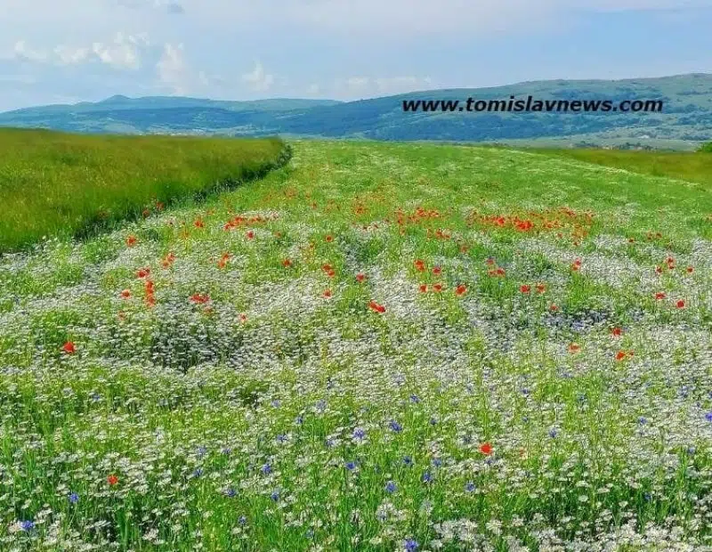 DOBRO vam pretežno vedro i cvjetno jutro iz Tomislavgrada!
