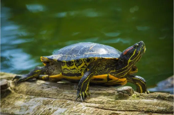 Predator iz akvarija stigao u deltu Neretve: Tamani sve pred