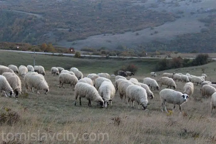 Tomislavgrad: Nestalo veliko stado ovaca i koza!