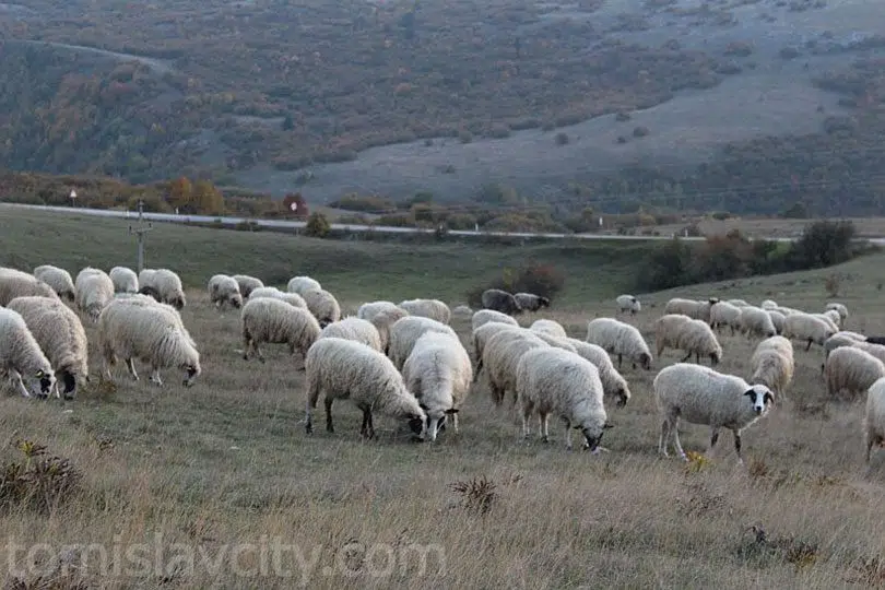 Tomislavgrad: Nestalo veliko stado ovaca i koza!