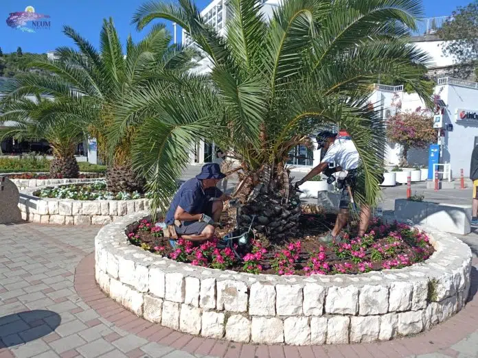 FOTO: Zaštićene palme u Neumu
