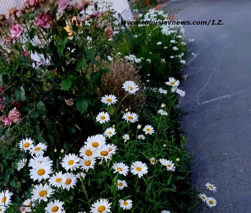 DOBRO vam umjereno vedro i toplo jutro iz Tomislavgrada!