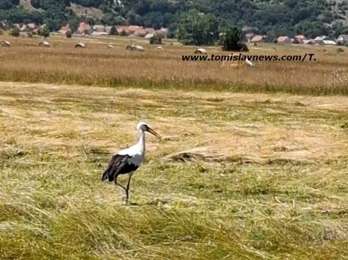 DOBRO vam umjereno vedro i toplo nedjeljno, ilindansko jutro iz