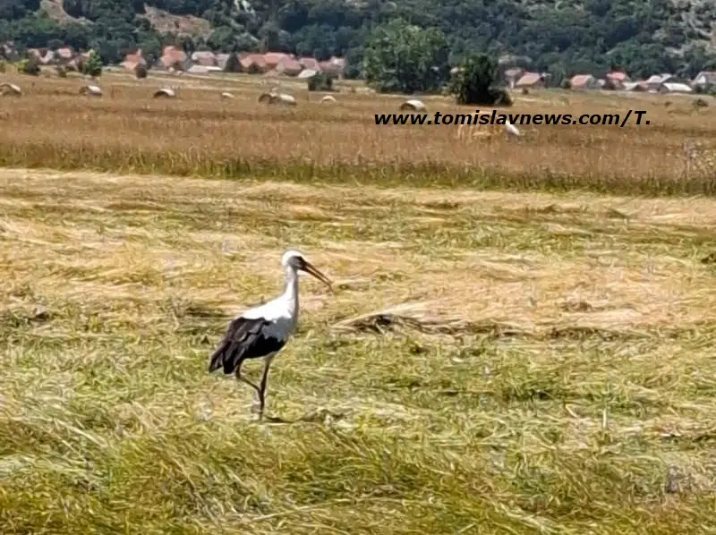 DOBRO vam umjereno vedro i toplo nedjeljno, ilindansko jutro iz Tomislavgrada!