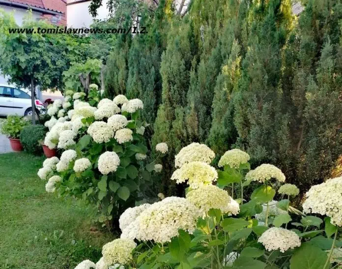 DOBRO vam vedro, tiho i toplo cvjetno jutro iz Tomislavgrada!