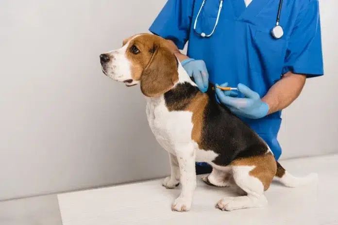 Smrt pasa u Ljubuškom: Podignuta optužnica protiv veterinara