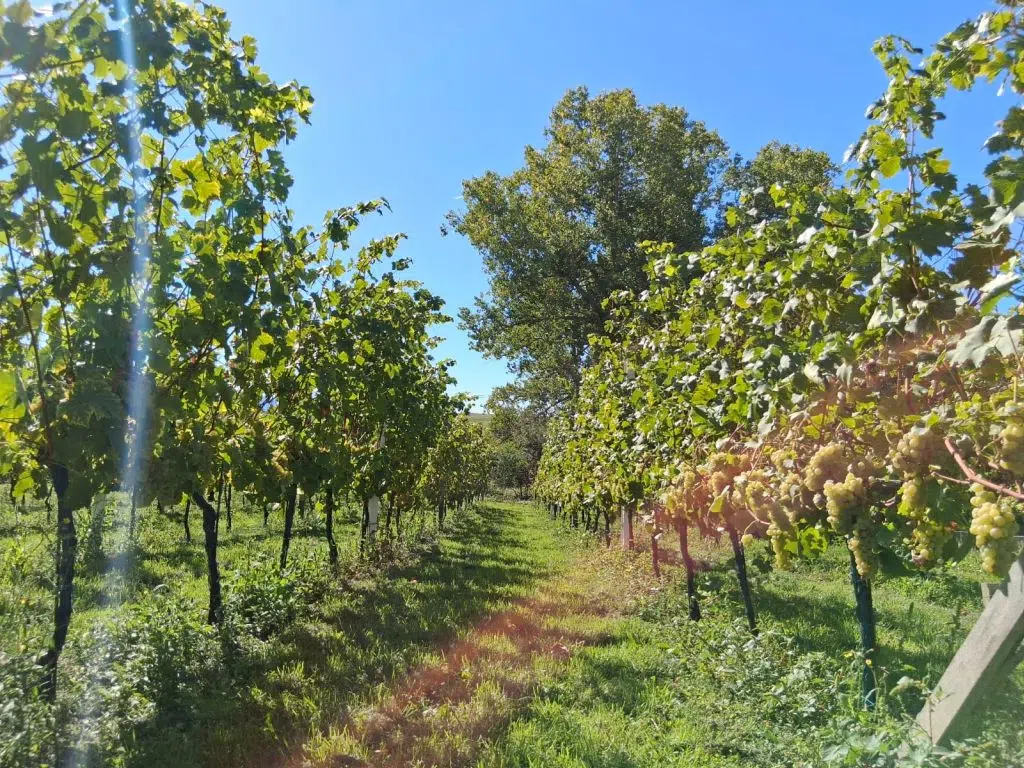 Muškatom započela berba u vinogradu kod Kosalja