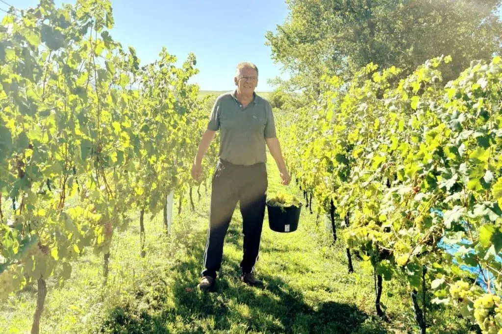 Muškatom započela berba u vinogradu kod Kosalja