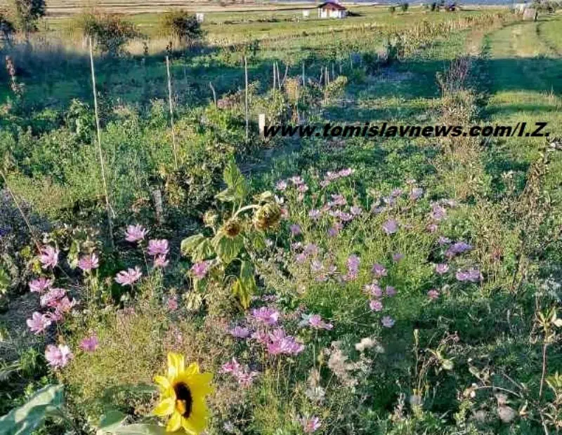 DOBRO vam oblačno i razmjerno toplo jutro iz Tomislavgrada!