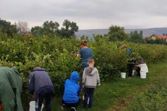 Aronija iz srca Duvanjskog polja – priča obitelji Gabrić iz