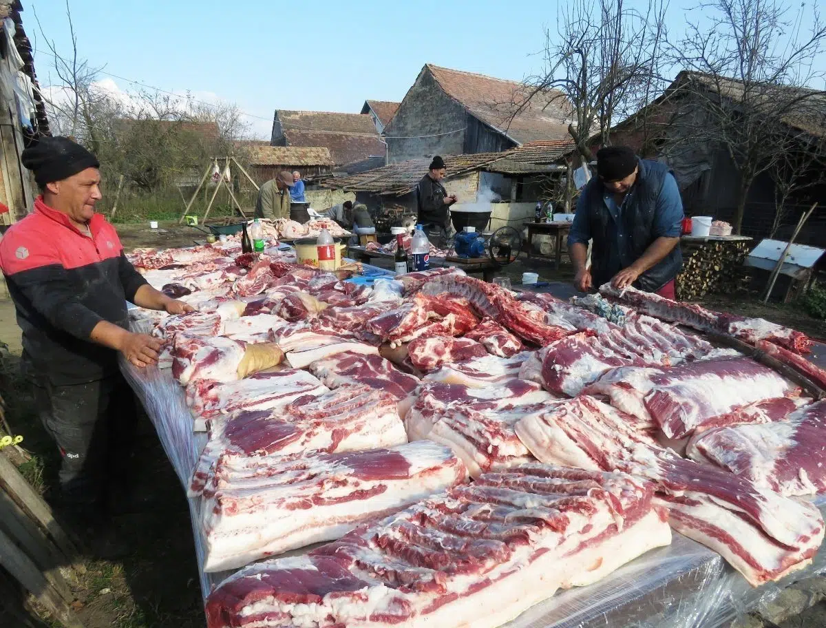 U BiH počinje svinjokolja: Cijene svinjskog mesa niže, prvi val u Livnu, Tomislavgradu i Kupresu