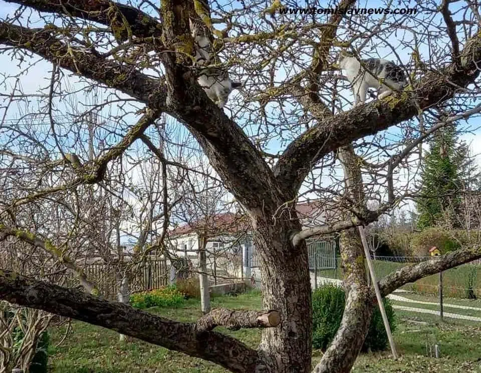 DOBRO vam oblačno, kišovito i maglovito jutro iz Tomislavgrada!