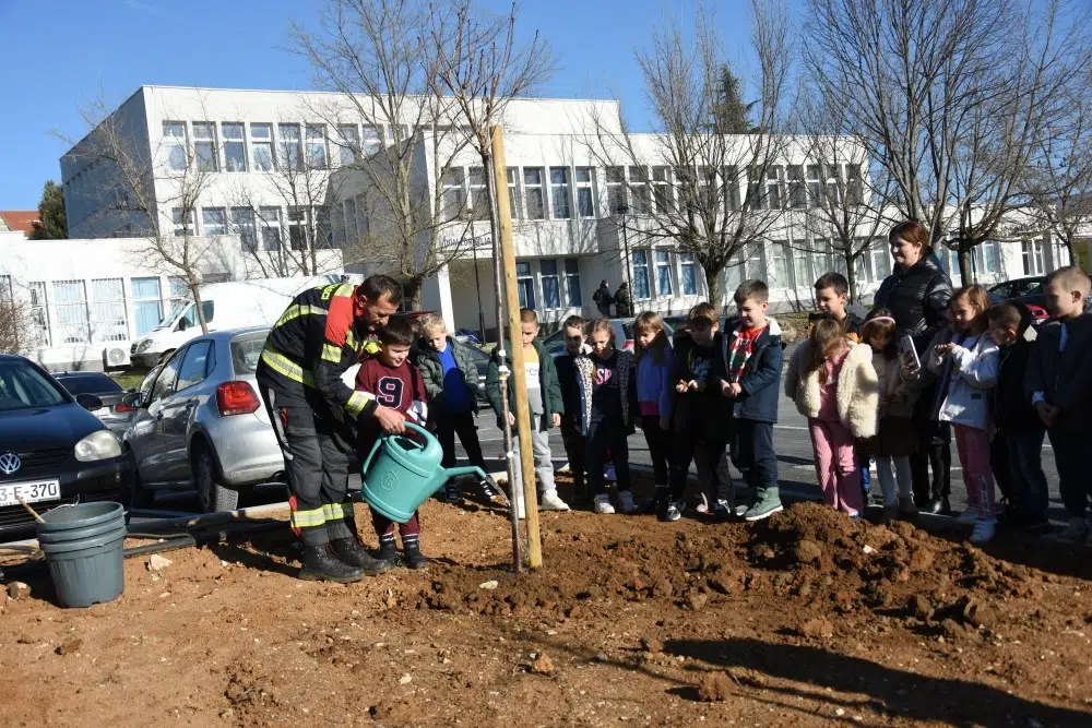 Ispred Doma zdravlja Čitluk zasađene sadnice japanske trešnje
