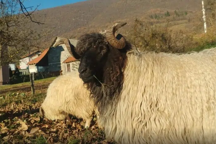 Napustio posao nakon 20 godina i posvetio se čuvanju gotovo izgubljenog genetskog blaga u BiH