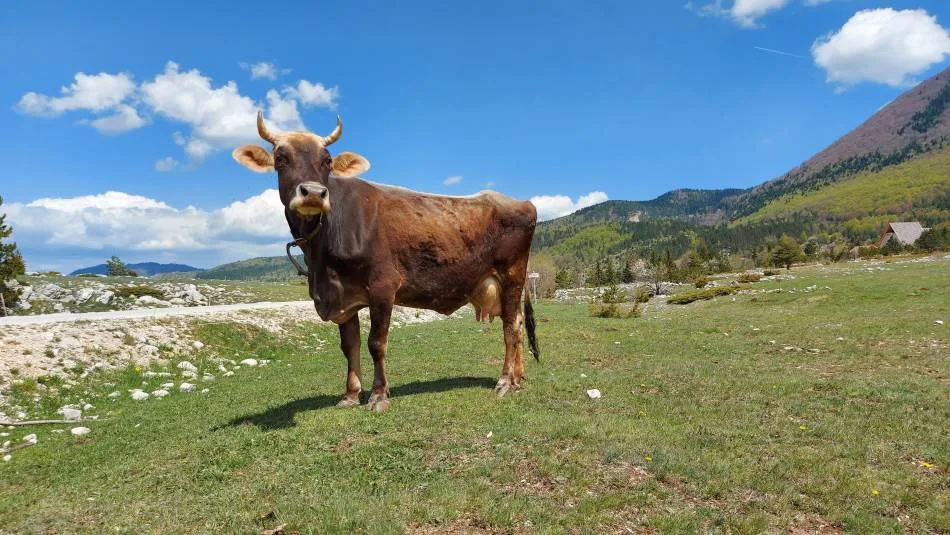 Potvrđen slučaj antraksa u BiH