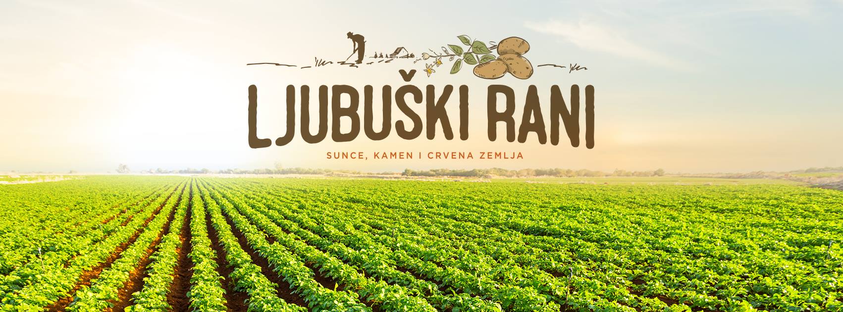 Sadnja “ljubuškog ranog” pri kraju, u veljači se očekuje početak vanjske proizvodnje