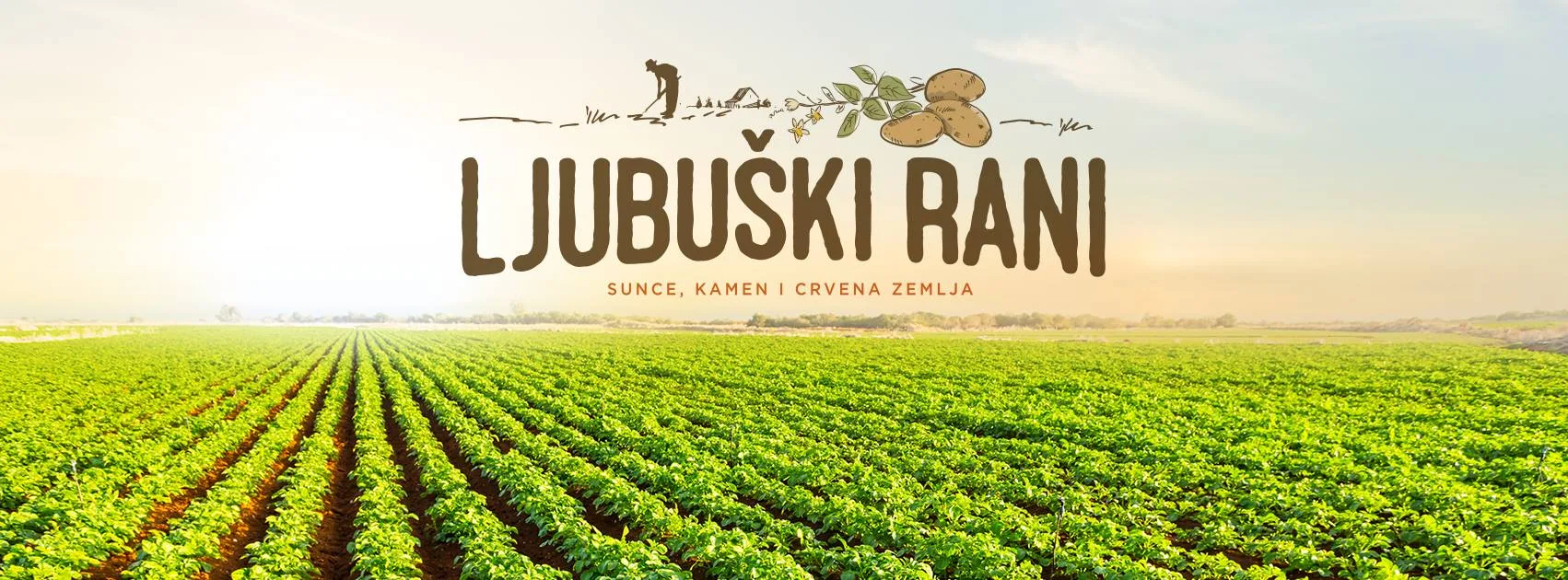 Sadnja “ljubuškog ranog” pri kraju, u veljači se očekuje početak vanjske proizvodnje