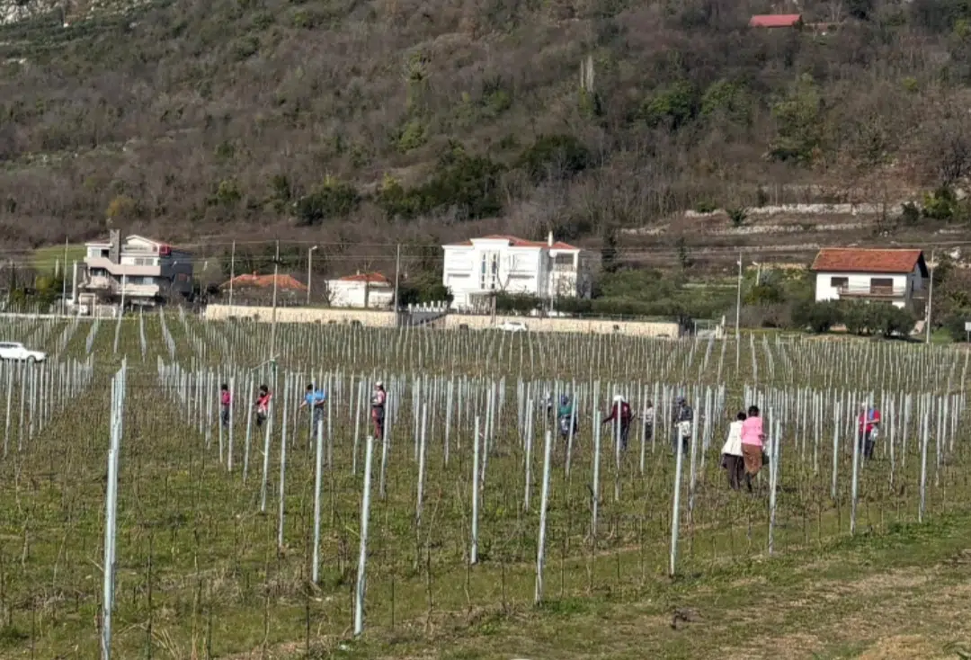 Ljubuški:U vinogradima počela rezidba, temelj nove vinogradarske godine