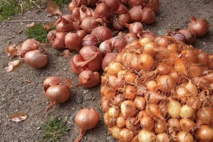 Tri sorte luka za proljeće koje daju krupne glavice i