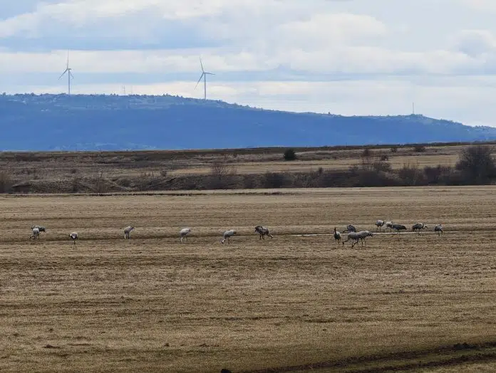 Ždralovi na Duvanjskom polju (video)