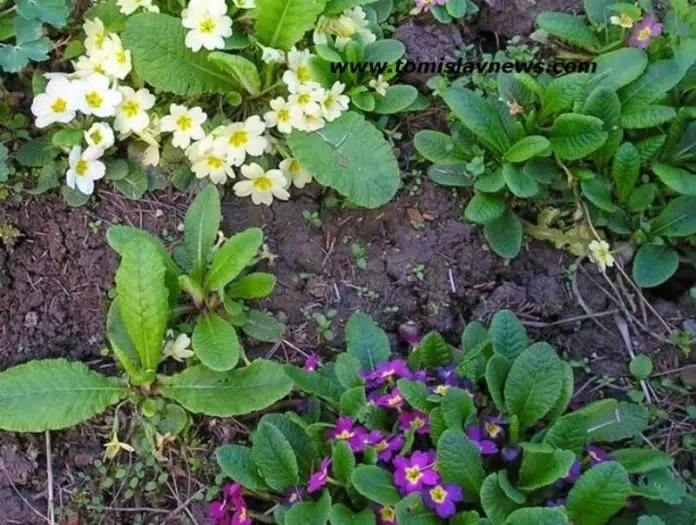 VIDEO: DOBRO vam vedro i pohladno nedjeljno jutro iz Tomislavgrada!