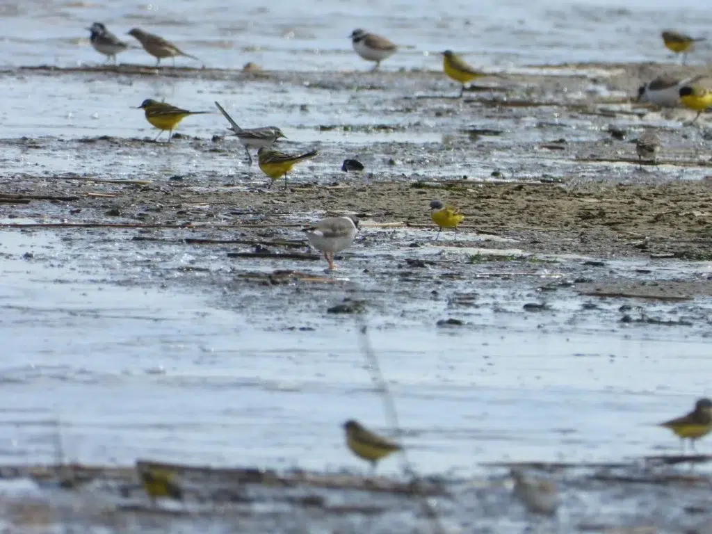FOTO Tko razmišlja o Adriatic Flywayu dok se oko Livanjskog polja planiraju vjetroelektrane?