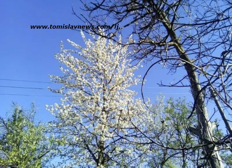 FOTO: DOBRO vam vedro i vjetrovito nedjeljno jutro iz Tomislavgrada!