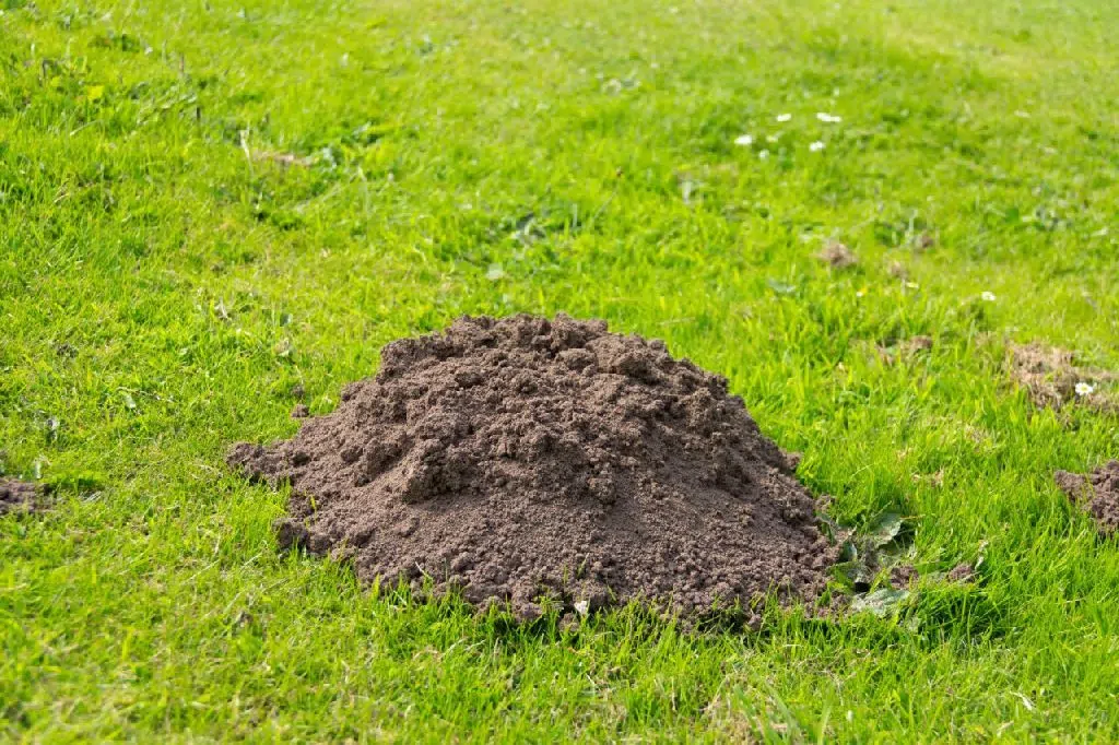 Krtice mrze kad im ovo stavite u rupu: ‘Bježe odmah čim to osjete!‘