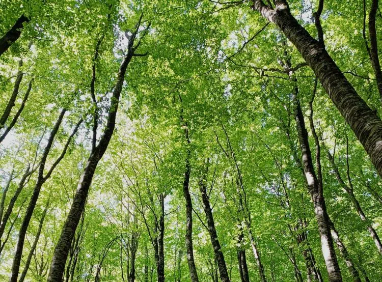 Objavljen Javni poziv za odabir korisnika namjenskih sredstava „Naknada za okoliš“ za 2026. godinu