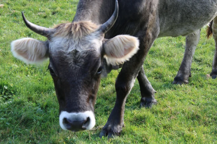 Objavljen Program novčanih podrški u poljoprivredi i ruralnom razvoju za