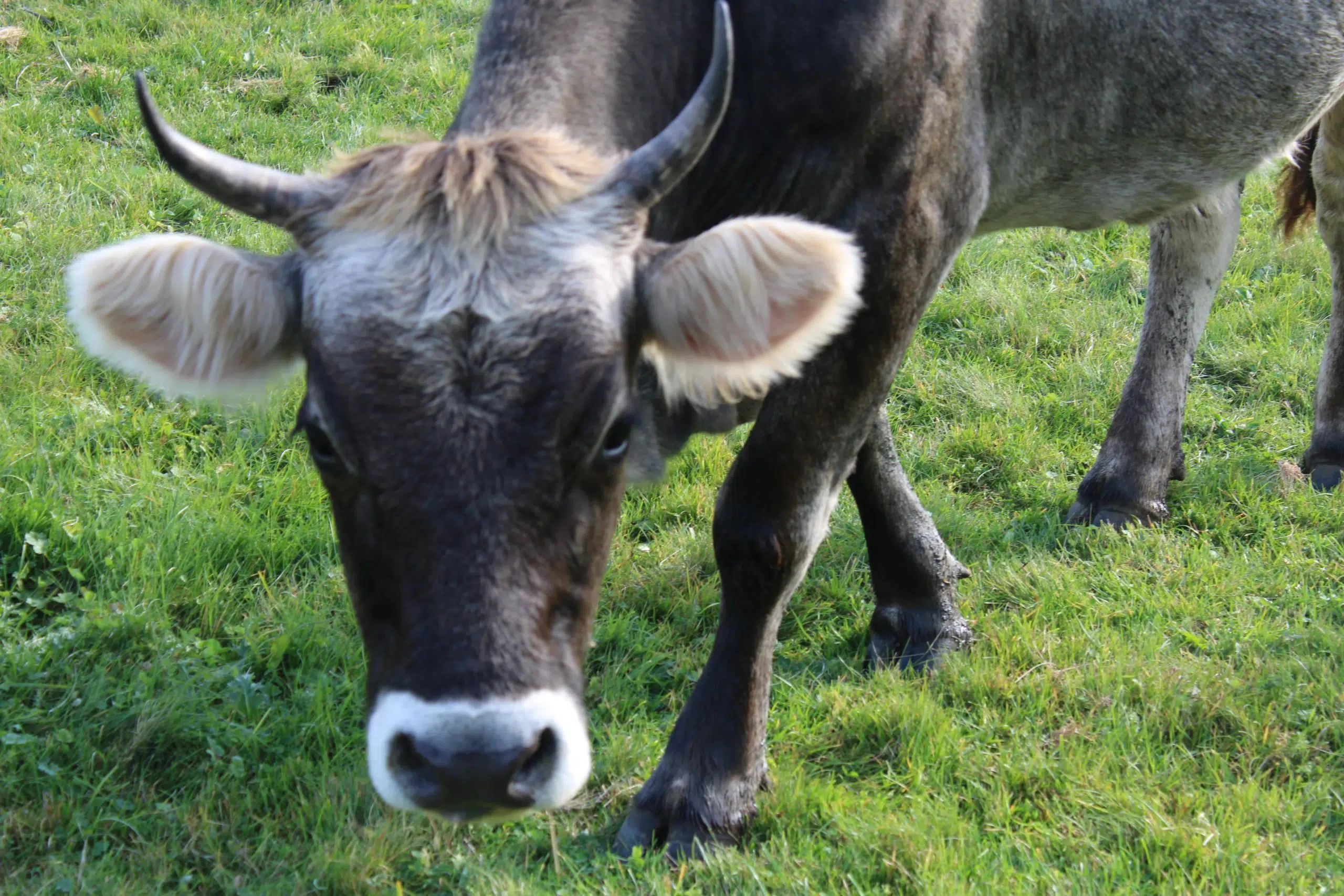 Objavljen Program novčanih podrški u poljoprivredi i ruralnom razvoju za 2026. godinu