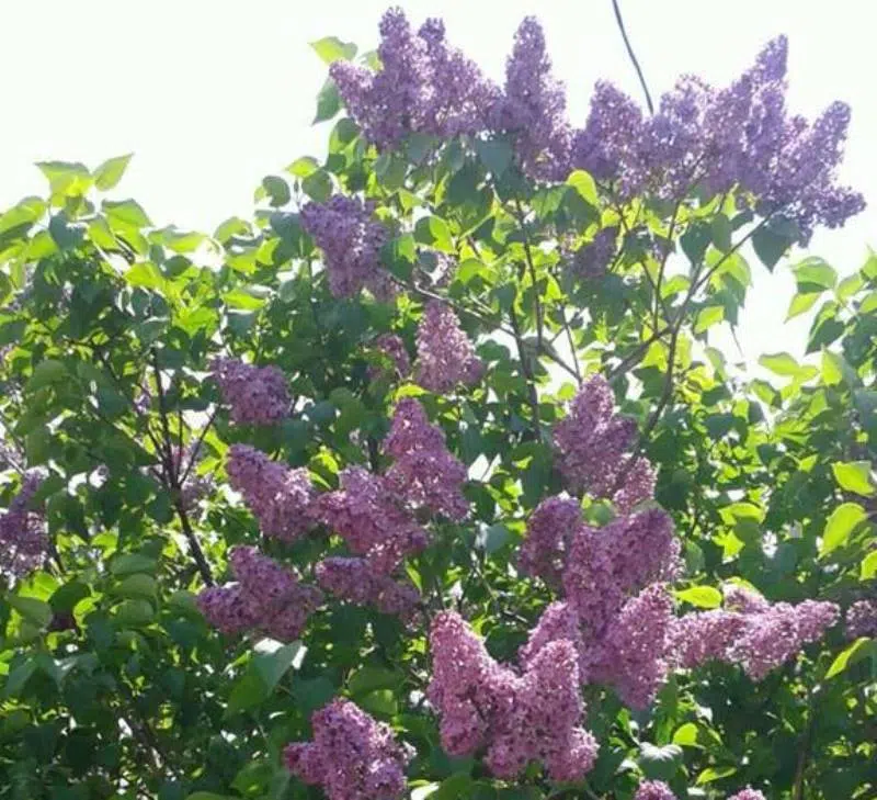 VIDEO: DOBRO vam vedro i toplo jutro iz Tomislavgrada!