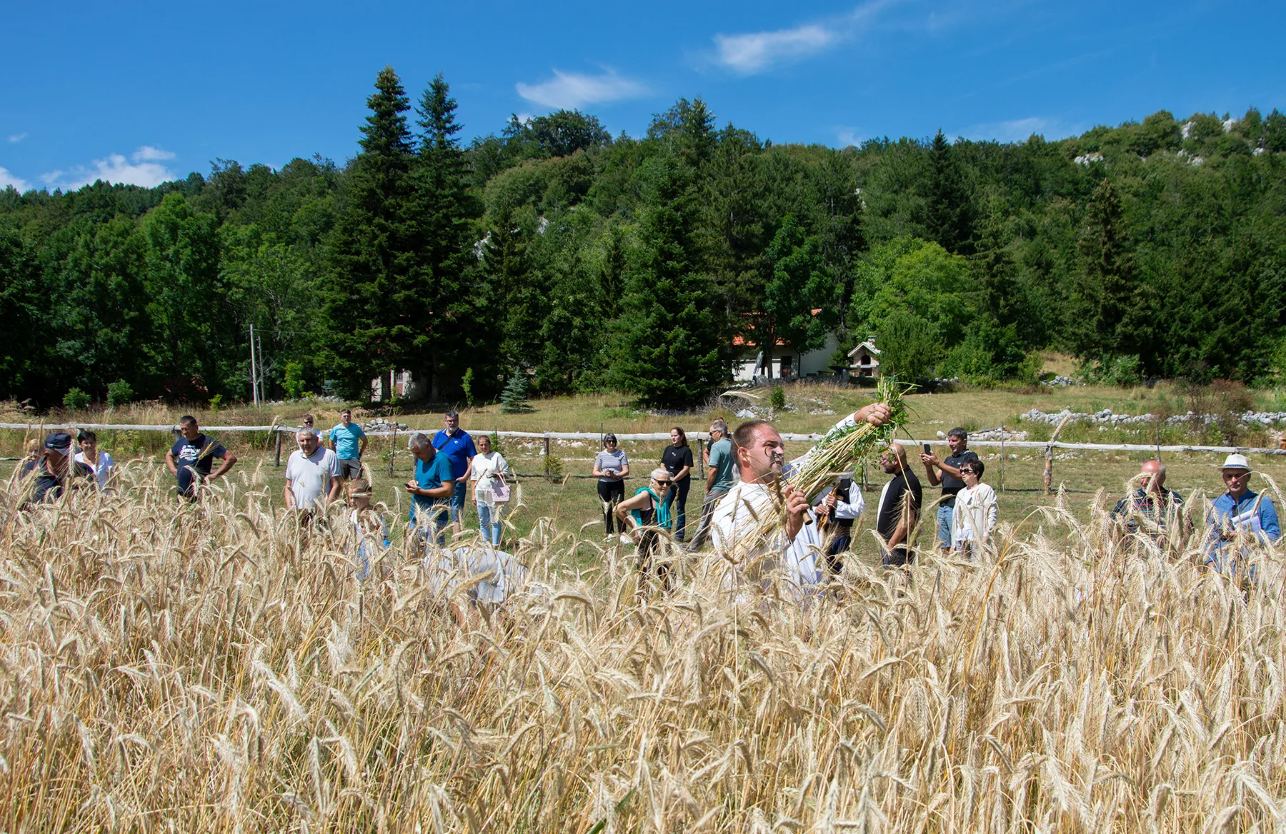 Festival žetve u Dabiju okupio ljubitelje tradicije i baštine
