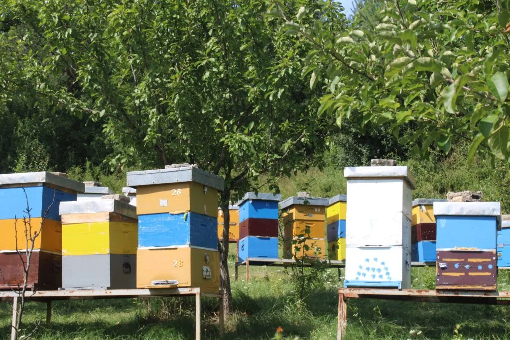 Pčelari upozoravaju: Na bh. tržištu velike količine lažnog meda