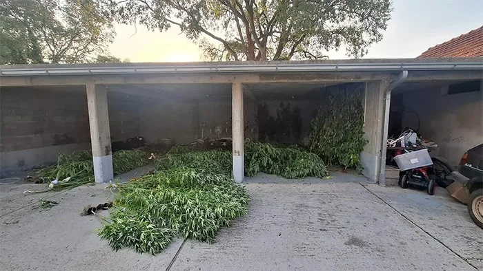 FOTO | Velika zapljena marihuane kod Stoca, uhićen muškarac