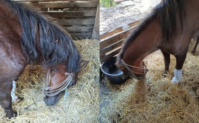 Livanjski konj sa slomljenom nogom konačno spašen: Sada mu predstoji