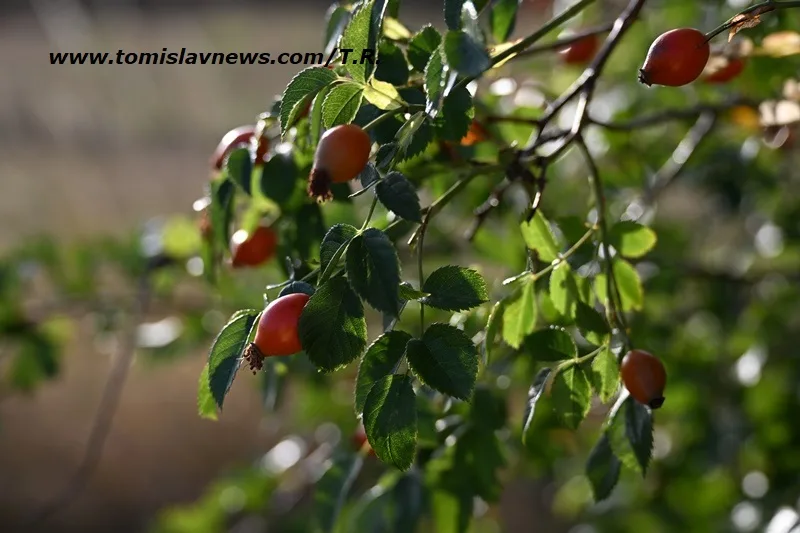VIDEO: DOBRO vam umjereno vedro jutro iz Tomislavgrada!