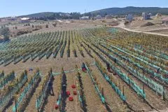 Berba u vinogradima KNEBU: Duvanjska priča pod nebom raste u prepoznatljiv vinogradarski simbol