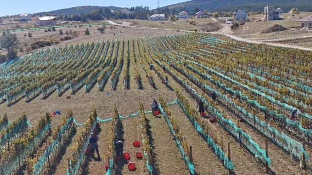 Berba u vinogradima KNEBU: Duvanjska priča pod nebom raste u prepoznatljiv vinogradarski simbol